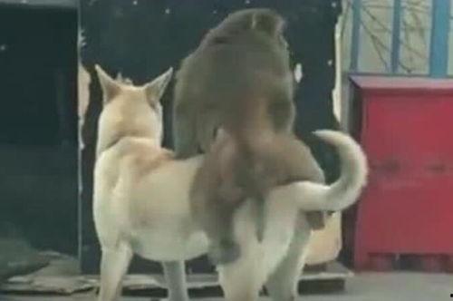 吃瓜娱乐狗,揭秘娱乐圈背后的那些事儿