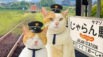 喵喵吃瓜娱乐,揭秘娱乐圈那些不为人知的幕后故事