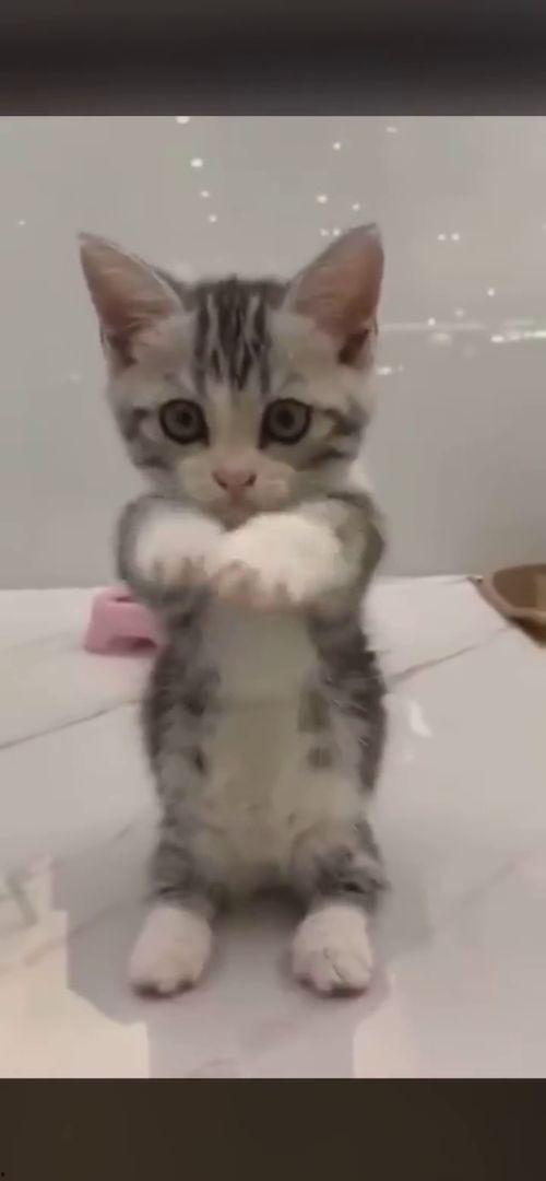 娱乐吃瓜酱布丁是只喵,揭秘网红喵星人的魅力人生